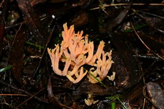 Ramaria anziana