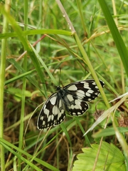 Melanargia galathea