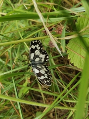 Melanargia galathea