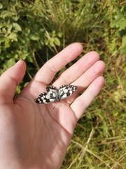 Melanargia galathea