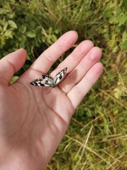 Melanargia galathea