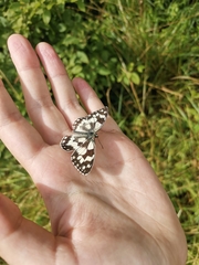 Melanargia galathea