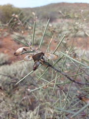 Hakea recurva recurva