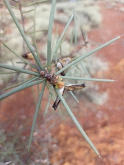 Hakea recurva recurva