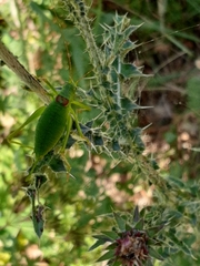 Leptophyes laticauda
