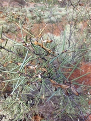 Hakea recurva recurva
