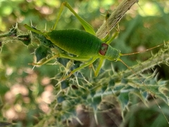 Leptophyes laticauda