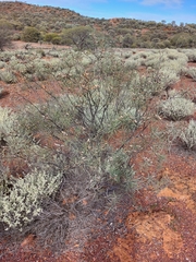Hakea recurva recurva