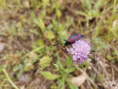 Zygaena filipendulae