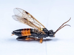 Tenthredopsis scutellaris