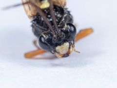 Tenthredopsis scutellaris