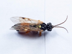 Tenthredopsis scutellaris