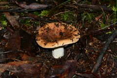 Russula neerimea