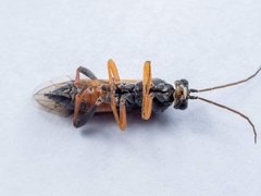 Tenthredopsis scutellaris