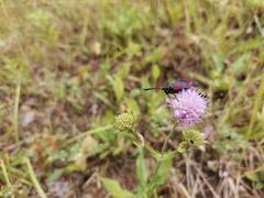 Zygaena filipendulae