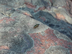 Buprestis striata