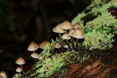 Mycena subgalericulata