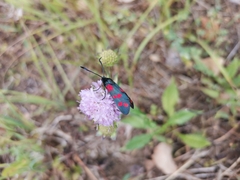 Zygaena filipendulae