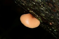 Lentinellus pulvinulus