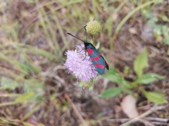 Zygaena filipendulae