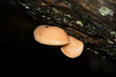 Lentinellus pulvinulus