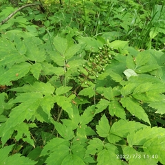 Actaea erythrocarpa