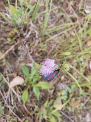 Zygaena filipendulae