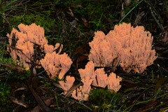 Ramaria anziana