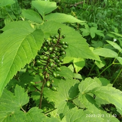 Actaea erythrocarpa