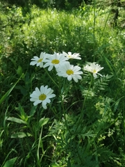 Tanacetum corymbosum