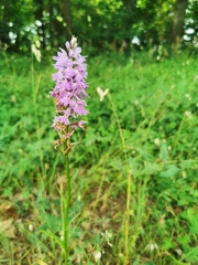 Dactylorhiza saccifera