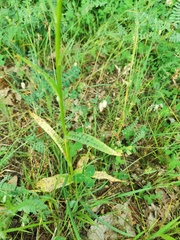 Dactylorhiza saccifera
