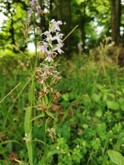 Dactylorhiza saccifera