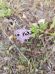 Judolia erratica