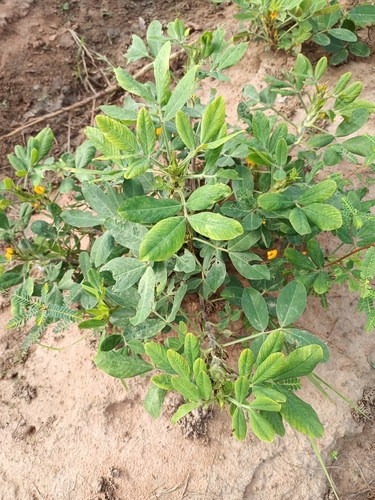 Arachis hypogaea