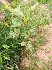 Amaranthus spinosus