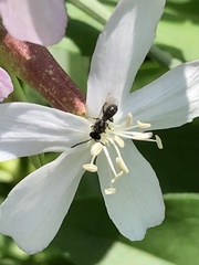 Ceratina cucurbitina