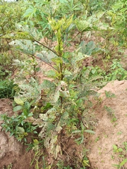 Amaranthus spinosus