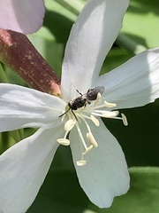 Ceratina cucurbitina