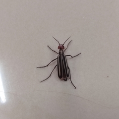 Epicauta erythrocephala