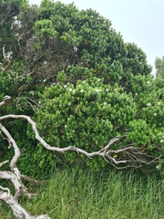 Veronica elliptica