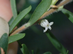 Styphelia margarodes