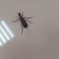 Epicauta erythrocephala