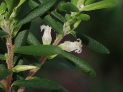Styphelia margarodes