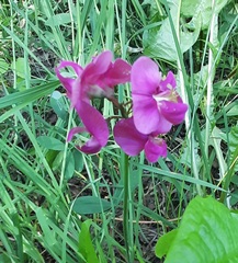 Lathyrus latifolius