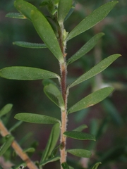 Styphelia margarodes