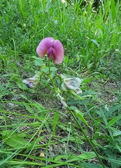 Lathyrus latifolius