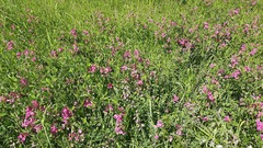 Lathyrus latifolius