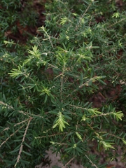 Styphelia margarodes
