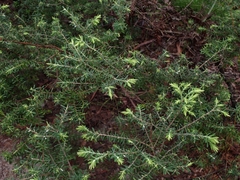 Styphelia margarodes